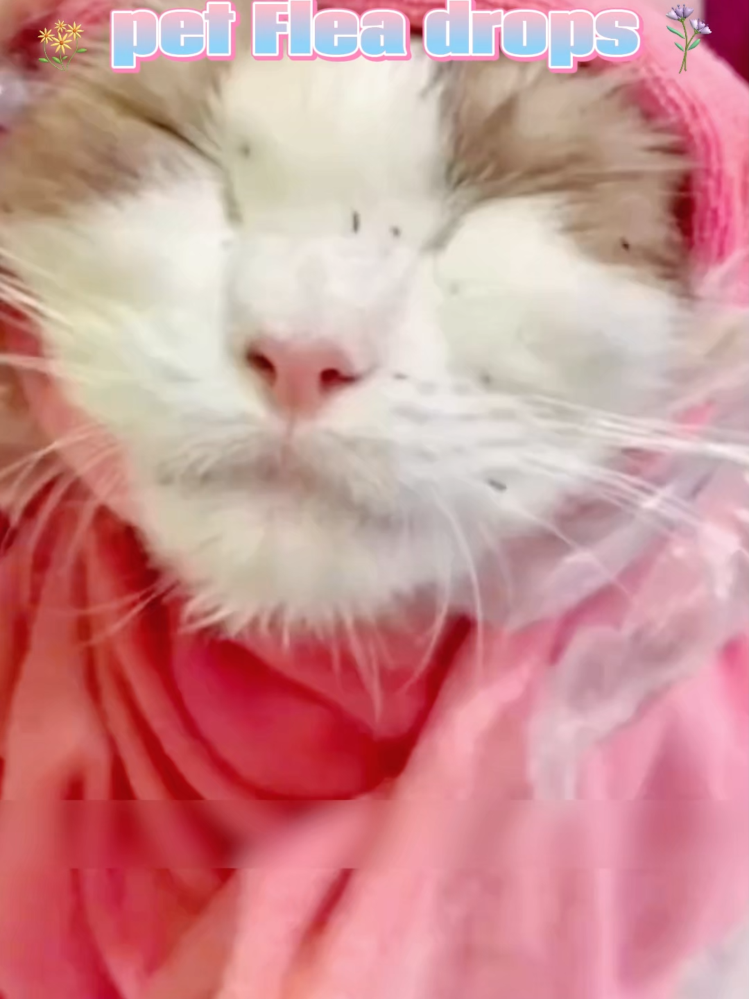 Ang kagat ng pulgas ay hindi lamang nakakapinsala sa ating mga mabalahibong sanggol, kundi pati na rin sa ating sarili. Huwag kalimutang gumamit ng mga patak ng pulgas minsan sa isang buwan. Subukan ang mga patak ng pulgas na ito#cat #lovecats #dog #lovedogs #pet #fyp #Deworming #dogfleas