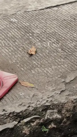 kzr emng secakep itu🤩                                                       #garagaraninja #twostroke #ninjarrold #deprokstyle #kipsupporting 