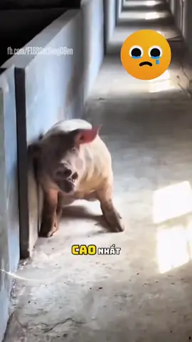 Nam mô a di đà phật