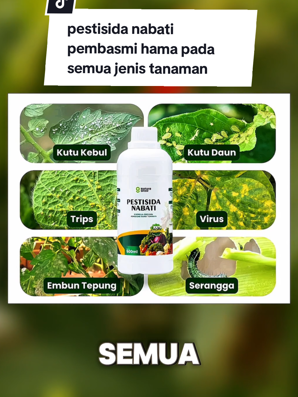 pestisida nabati pembasmi semua jenis hama pada tanaman #pestisida #pestisidanabati #hamatanaman #pembasmihama #petanicabai 