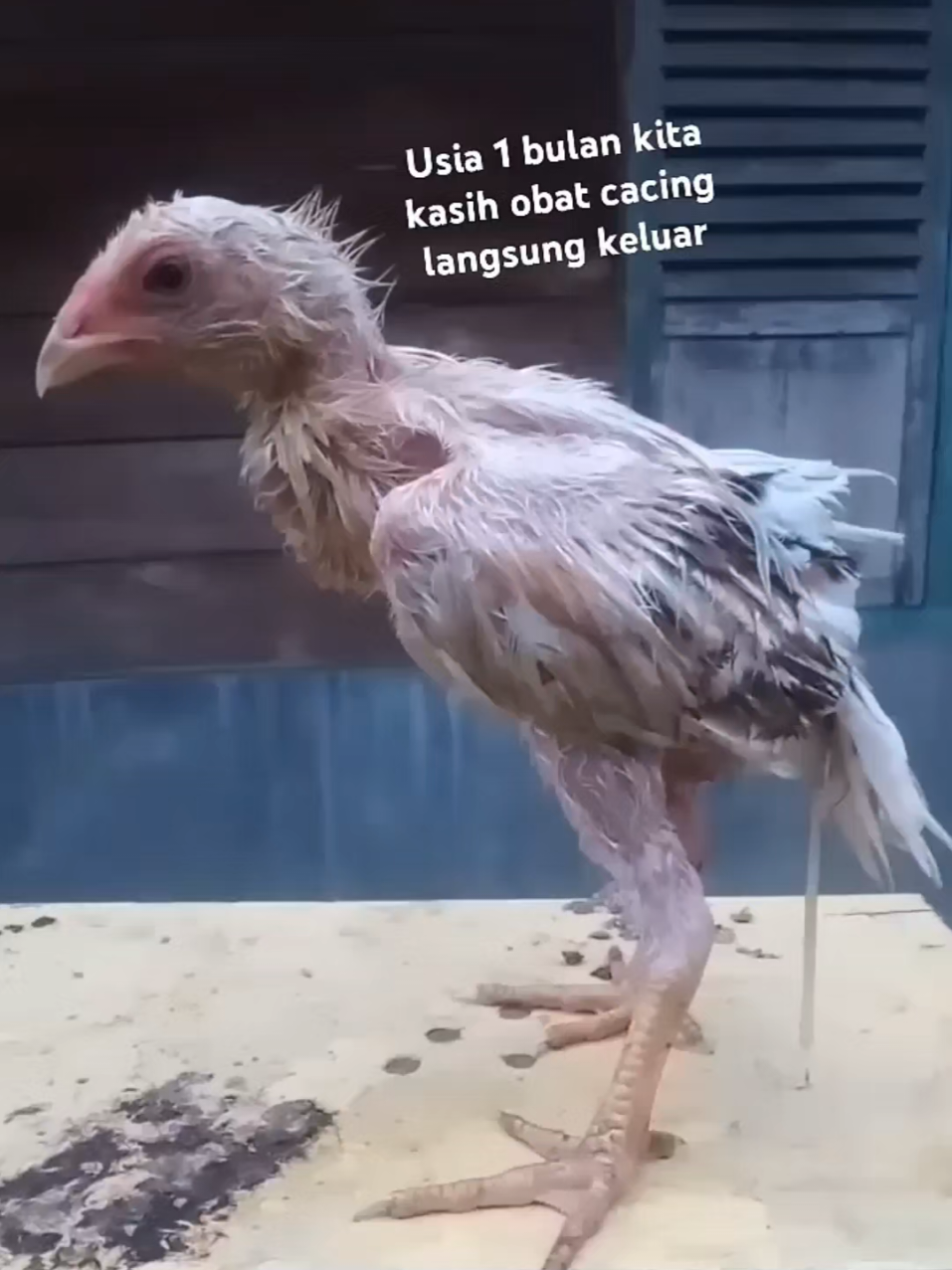 AYAM KURUS ? NAFSU MAKAN HILANG ? BISA JADI TERKENA CACINGAN !!! #unggas #maulanasaysgreen3 #obatcacingbrantas #obatcacingunggas #ayam 