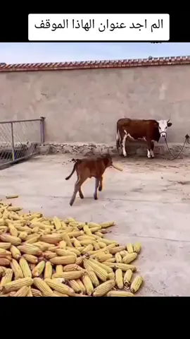 #سجل_الحياة 