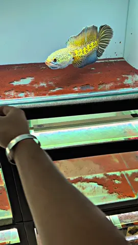 Terus tumbuh dan mekar yo casu🥰 #channaindonesia #channaauranti #channaaurantimacullata #aurantihighfinindonesia #channaaurantiindonesia 