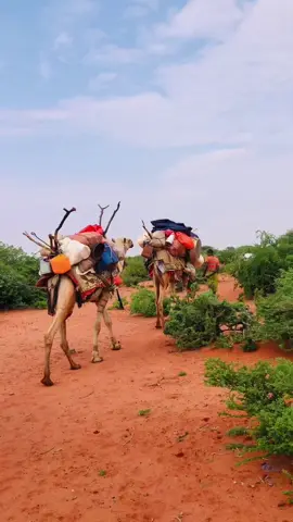 Waligaa awr Malaga saaray xiliga geediga yaraantadii? #geedi #fyp #somalitiktok #foryou #baadiye 