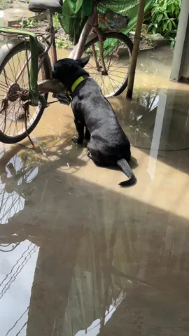 Thanh niên khổ nhất năm ,nước lên trôi mất nồi cơm 🤣#xuhuong 