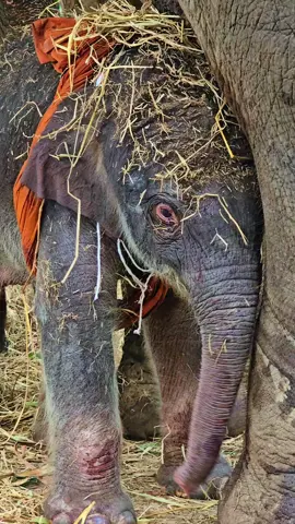 #เทรนด์วันนี้ #ต้อนรับสมาชิกใหม่  #บ้านช้างตระกูลแสน ดูช้างดูดอย #มีข่าวลือหนาหู ว่าหนูคือ ลูกของพลายคุณแสน