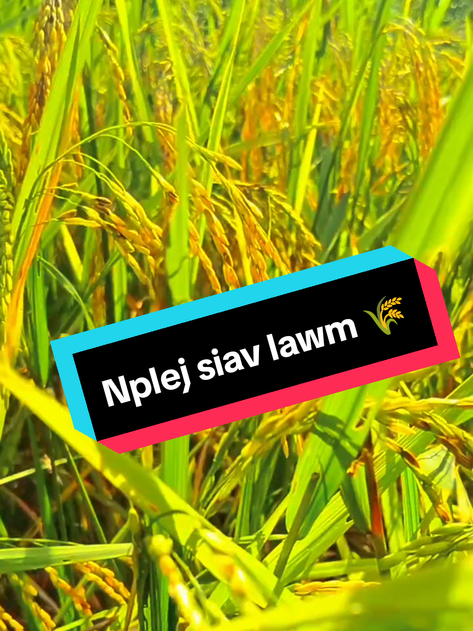 #เทรนด์วันนี้ nplej siav siav lawm 🌾😁#ອ້າຍກົງ #Aibkoob #ເອື້ອຍມໍ #kongmengher 