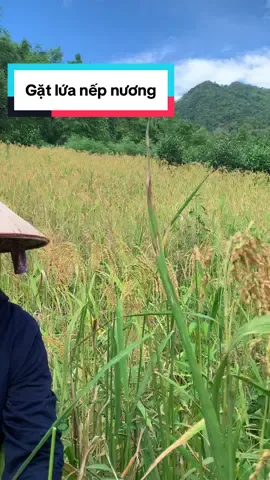 Gặt lúa nếp nương gatluanepnuong#nongsanmienniutaybac #suhuongtiktok #nguyensao 
