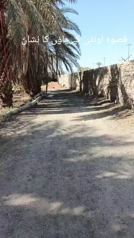 # قصوہ اونٹی کے پاؤں کا نشان مبارک  #مدنیہ_منورہ  #سعودیہ_عرب🇸🇦 