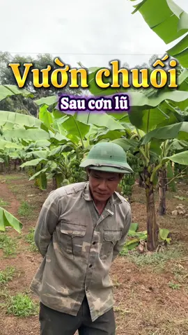 Vườn chuối sau cơn lũ vừa rồi, cũng đã hồi sinh được tí. Chuối nhà cũng bị chết mất 2/3 tổng số cây. Cũng thiệt hại nhiều. #ongtuanfarm #ongtuanlamvuon #chamsocchuoitieuhong #saubenhtrencaychuoi #chuoitieuhong 