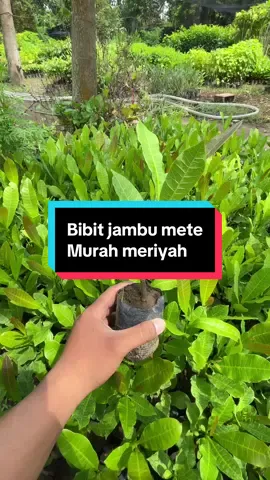 Buah unik dengan rasa manis-asam segar dan biji mete yang bernilai tinggi! #jambumete #fyp #bibittanamanherbal #TanamanObat #promoseruweekend 
