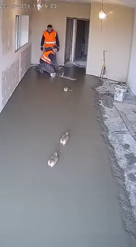 Маленькие следы на большом ремонте / Small traces on a major renovation 😹 #funnykittens #goldenchinchilla #cutepets #kittenchaos #viralvideo