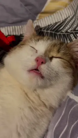 эти зубки😭 #catlover #котик #сладкийкот #кошки #котенок 