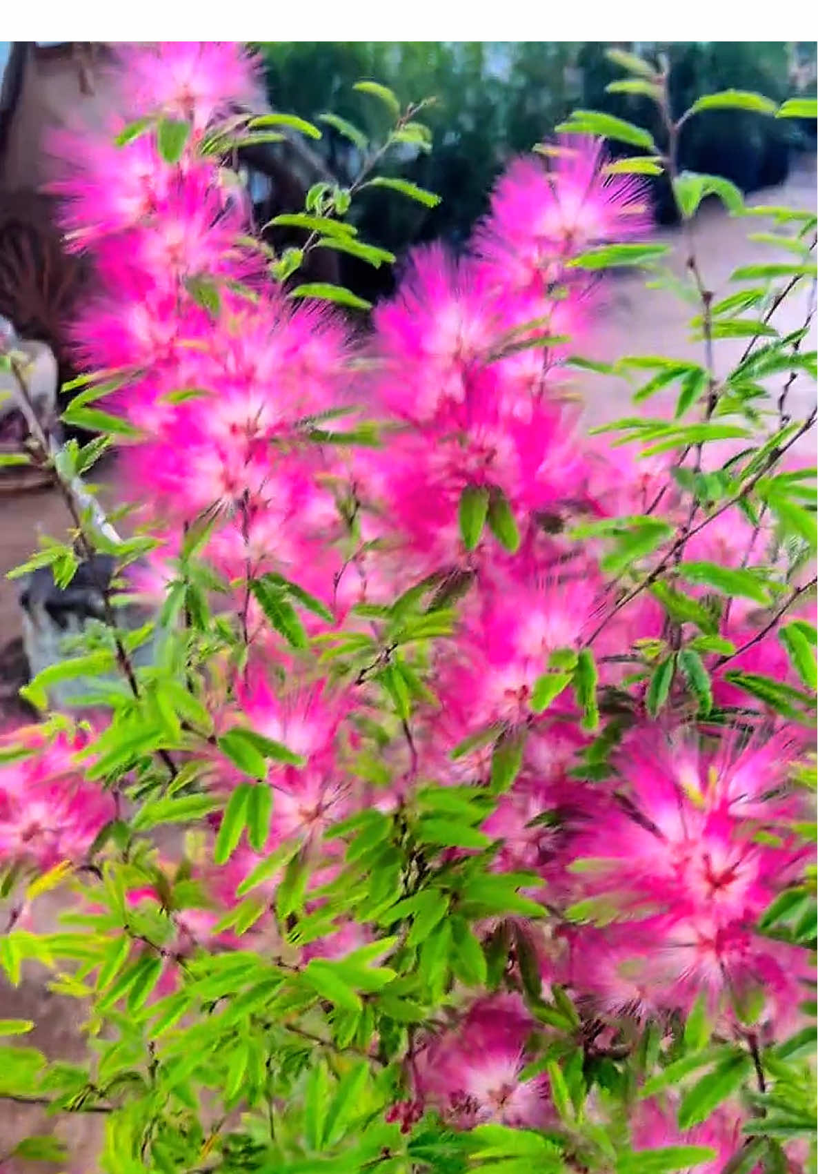 Hoa Kiều Hùng🥰🌸 #hoadep #hoacaycanh #hoasanvuon #hoakieuhung 