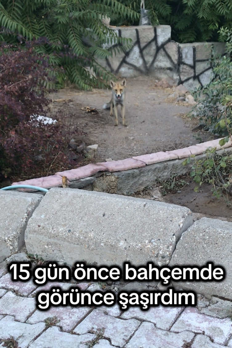 Karnı aç olmasa gelmezdi🦊 #tilki #fox #geldi #aç #keşfet