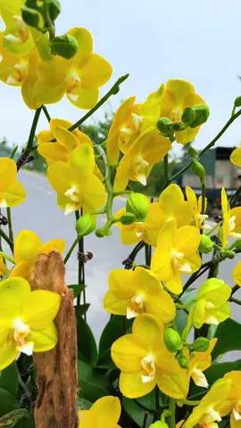 Chúc cả nhà buổi chiều vui vẻ ạ 