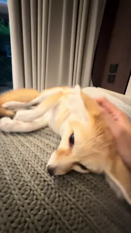 #fennecfox #fox #rainandwinterthefoxes  #jeongin #จิ้งจอกน้อย