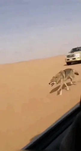 إنتقام ذيب🐺