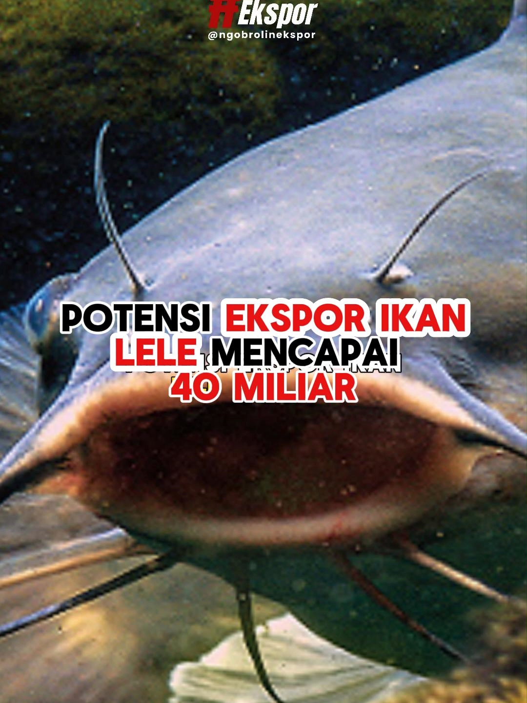 Potensi Ekspor Ikan Lele mencapai 40 triliun, simak videonya sampai selesai #lele #eksporlele #belajarekspor