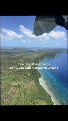 Forever in awe of this moment!!🥹#tonga #humpbackwhales #underwaterphotography #ocean #travel 