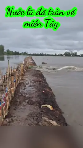 Nước lũ đã tràn về miền Tây #hatinhnho #lũlụt #lũlụtmiềnTây  #fyp #tiktok 