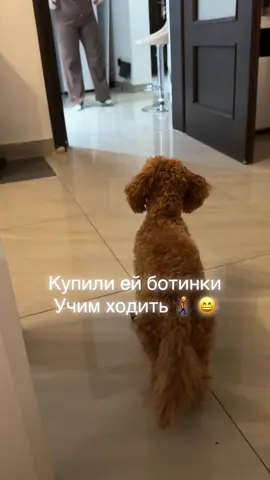 #shardone #ботинкидлясобак #обувьдлясобак #собакаприколы #смелаясобака 