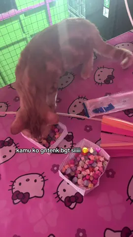 #kamu #ganteng #kucing #bintang #4u 