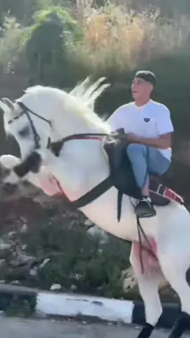 #CapCut #الطوره⚜️♥️ #القدس #خيل_وخياله🐎 #horsesoftiktok 