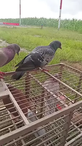 #hujan masih  air  merenang sayangq