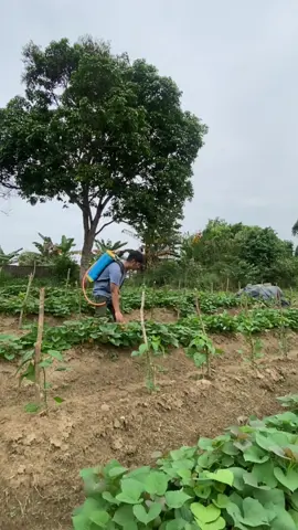 Yuk basmi gulma  #fyp #berkebun #whitehouse #semprot 