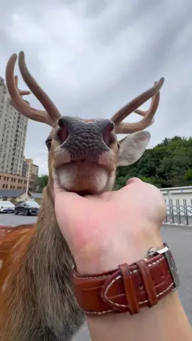 “Can I pet you?” #deer #lovely #cute 
