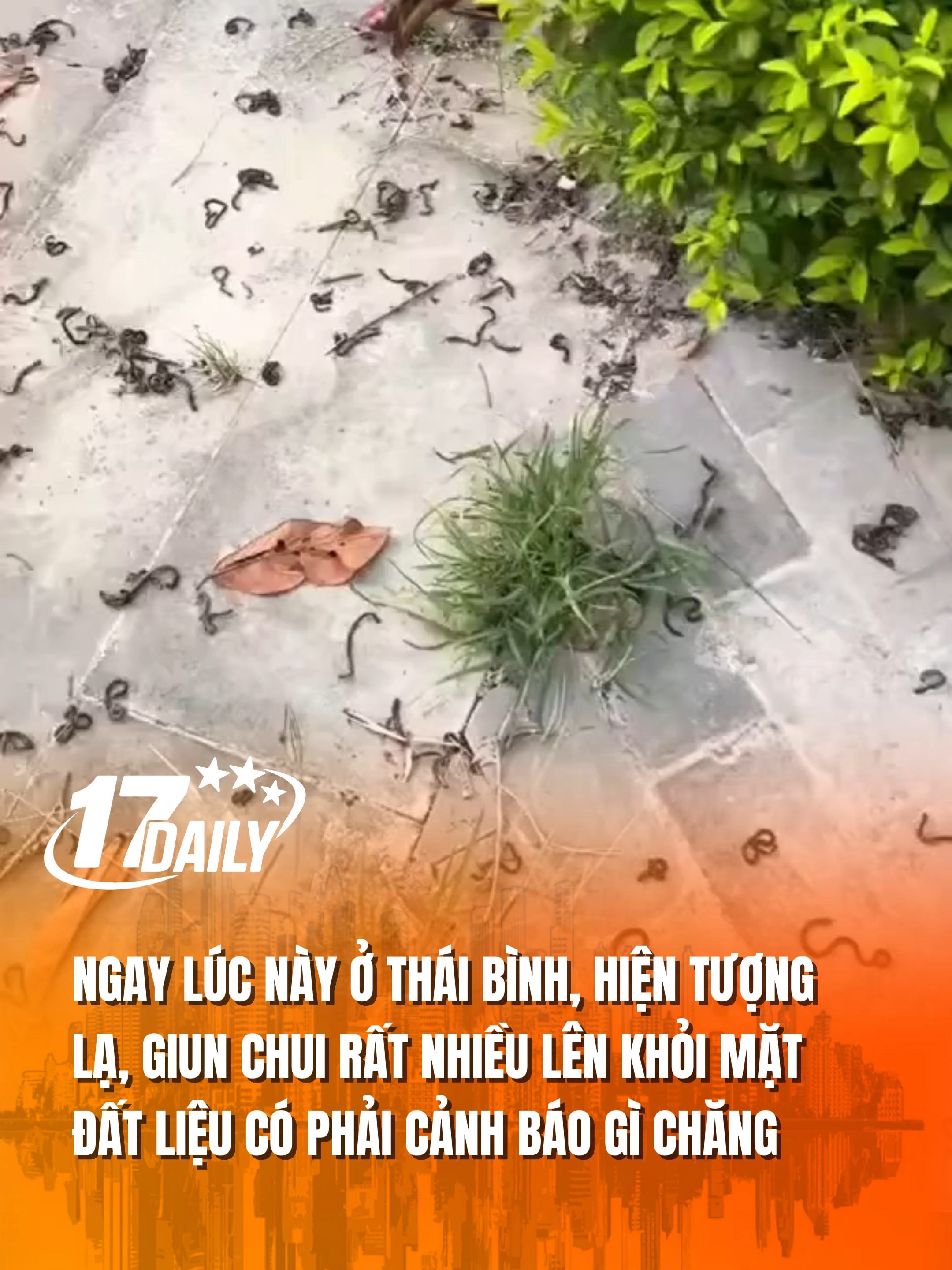 Ngay lúc này ở Thái Bình, hiện tượng lạ, giun chui rất nhiều lên khỏi mặt đất liệu có phải cảnh báo gì chăng. #17daily #17network #thiêntai #thaibinh #hientuongla