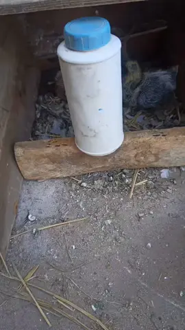 An easy way cleaning process of bird's baby place #pigeon #babyfever #babymama #babytok #babytiktok #babylove #babiesoftiktok #baby #bird #birds