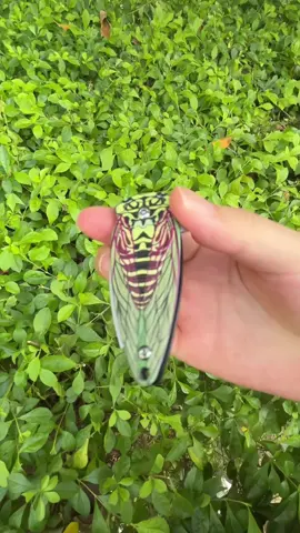 Just a mini folding knife#knife #folding #outdoor #edc #dailyUse 