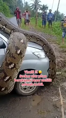 Viral !!! 😮 Seekor ular piton berukuran besar melilit sebuah mobil.  #snake #phyton  #beritaviral  #beritaterkini  #viralvideo 