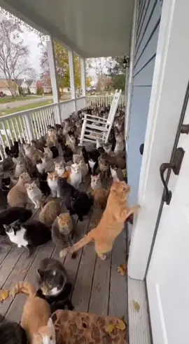 Y'a quelqu'un ? #pourtoi #viral #chat #sonette #maison 