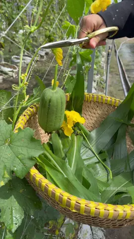 Thu hoạch rau củ quả #gardening #hatgiongrangdong #thuhoach #trongrau #lamvuon 
