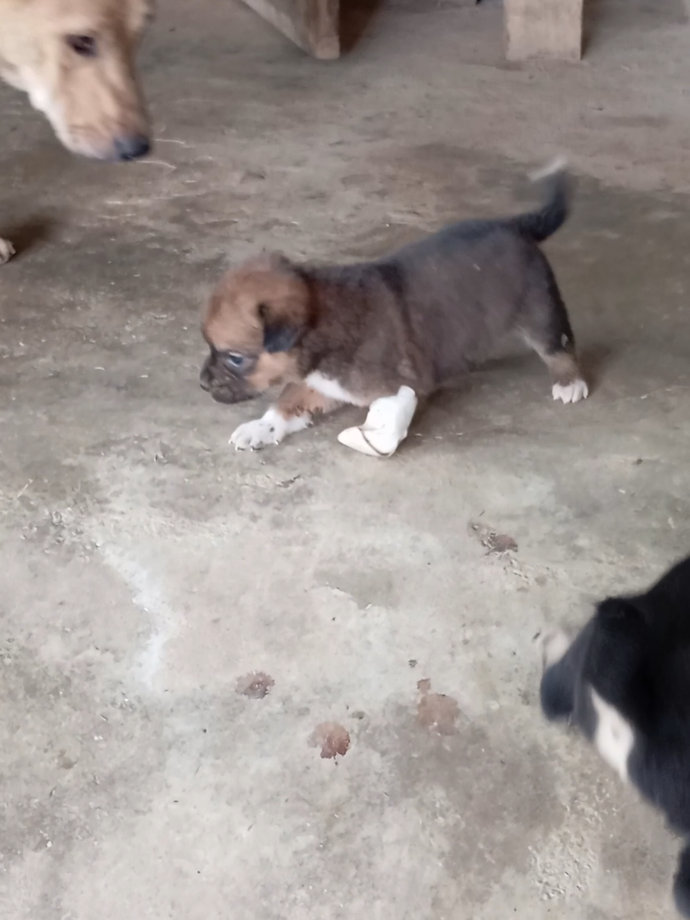 Phần 357. #chócon #cunyeu #cundethuong #cuncon #cunco 