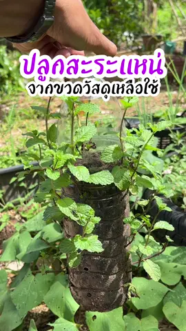 ปลูกสะระเเหน่จากขวดวัสดุเหลือใช้✅ #เกษตร #สะระเเหน่ #ปักชำ #ผักสวนครัว #รู้ทันเกษตร