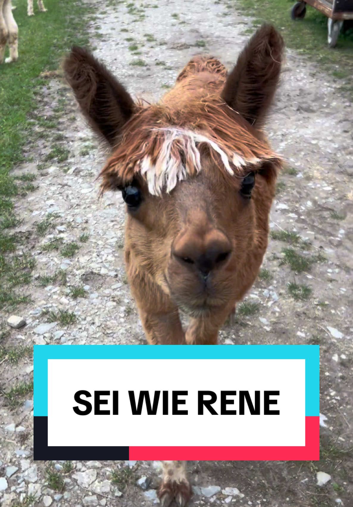 An: René oder Rene #rene #cool #alpakas #lustigevideos #fypp 