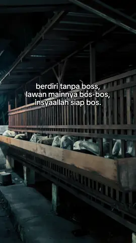 💪🏼#kambingetawakaligesing #fyp #peternakkambing #dimarfarm #dombatexel 