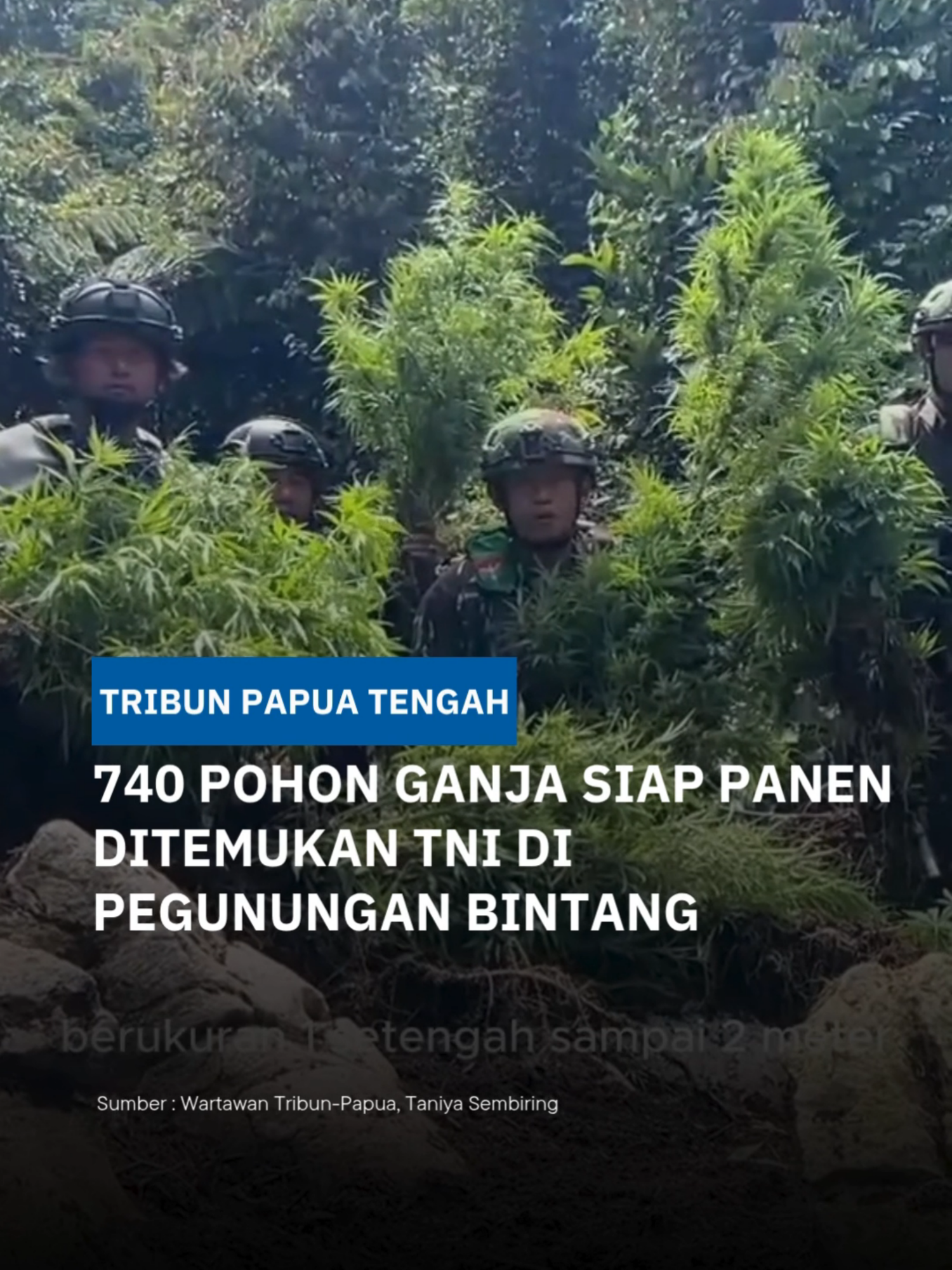 TRIBUN PAPUA.COM,JAYAPURA--Satuan Tugas (Satgas) Yonif 751/Vira Jaya Sakti melaksanakan patroli rutin di wilayah Dusun Ngutok, Kampung Kabiding, Distrik Oksibil, Kabupaten Pegunungan Bintang, Papua Pegunungan, Kamis (23/10/2025). Dalam patroli tersebut, prajurit TNI menemukan ladang ganja tersembunyi berisi 740 pohon ganja siap panen. Komandan Satgas Yonif 751/Vira Jaya Sakti, Letnan Kolonel Inf Erwan Harliantoro, menjelaskan bahwa penemuan tersebut berawal ketika timnya melakukan patroli keamanan di jalur perbukitan yang sulit dijangkau.  Setelah menempuh perjalanan selama dua jam berjalan kaki, personel mendapati tanaman ganja yang tumbuh secara tumpang sari dengan tanaman lain. “Kami menemukan sekitar 740 pohon ganja siap panen yang ditanam di area tersembunyi di antara lereng curam dan pepohonan lebat. Ladang tersebut sangat sulit diakses dan sepertinya sengaja dipilih untuk menghindari pengawasan,” ujar Letkol Erwan di kepada Wartawan di Jayapura Jumat (24/10/2025). #papuatengah #tribunpapuatengah #pegununganbintangpapua