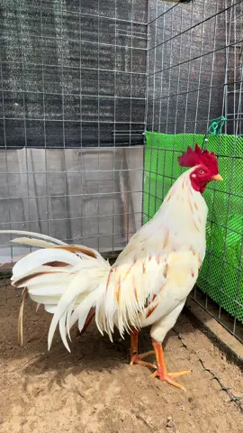 Có mấy cộng lông đuôi để bắt bạc ..#gaubentre 