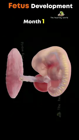 Baby development inside the womb #babydevelopment #babyposition #pregnant #healthypregnancy #health 