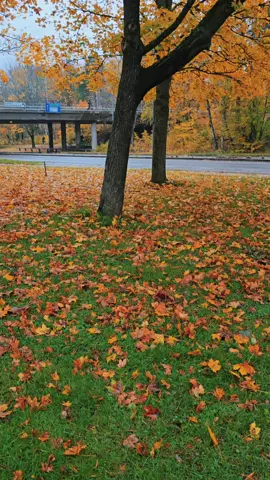 #خريف #السويد#ألمانيا_بلجيكا_هولندا_الوطن_العربي 