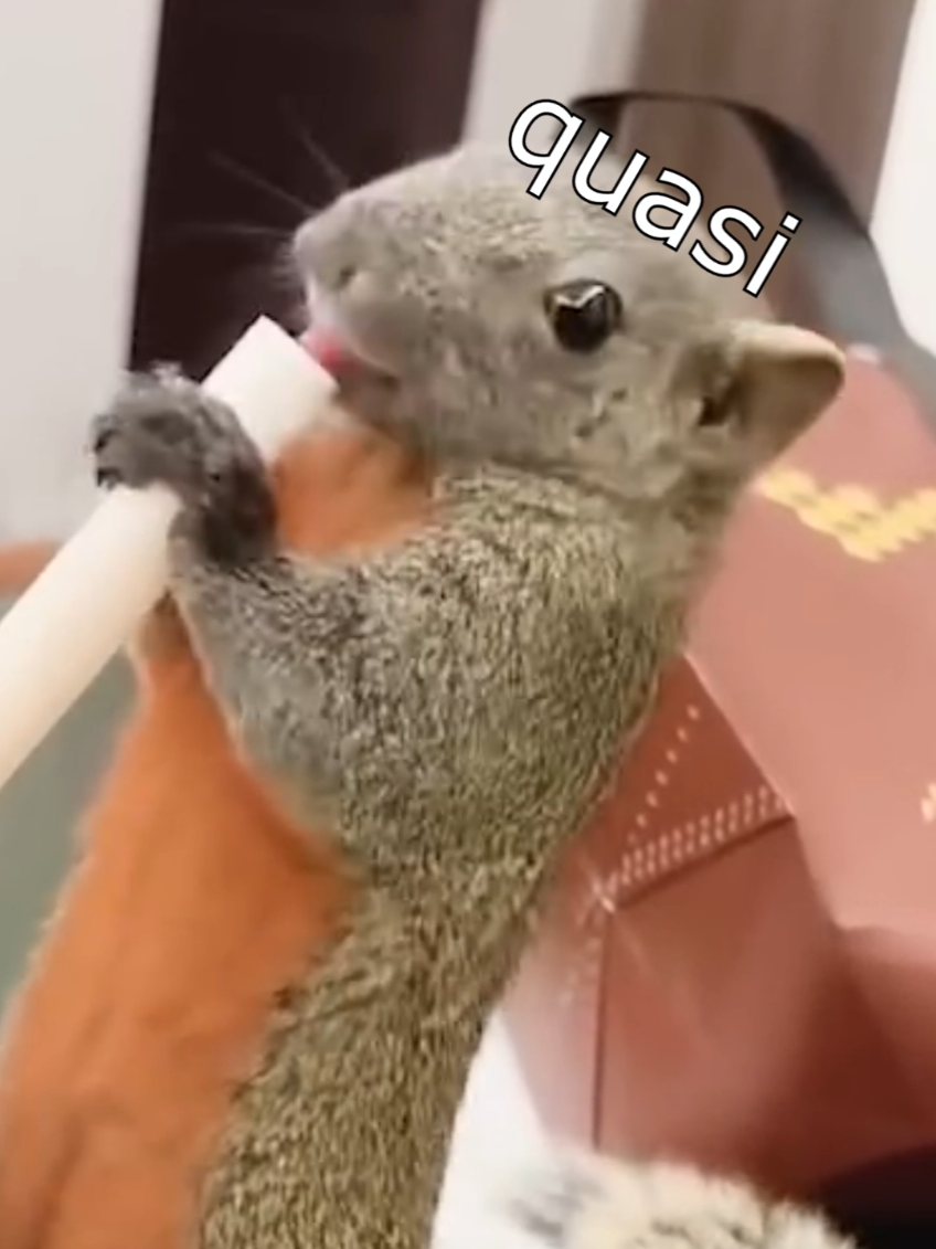 Die Dawgs trinken Kaffee #wenntieresprechenkönnten #lustig #witzig #funny #animals 