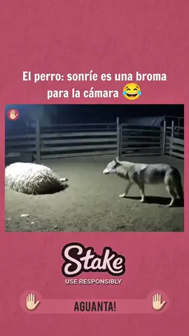 😂😂😂🐶