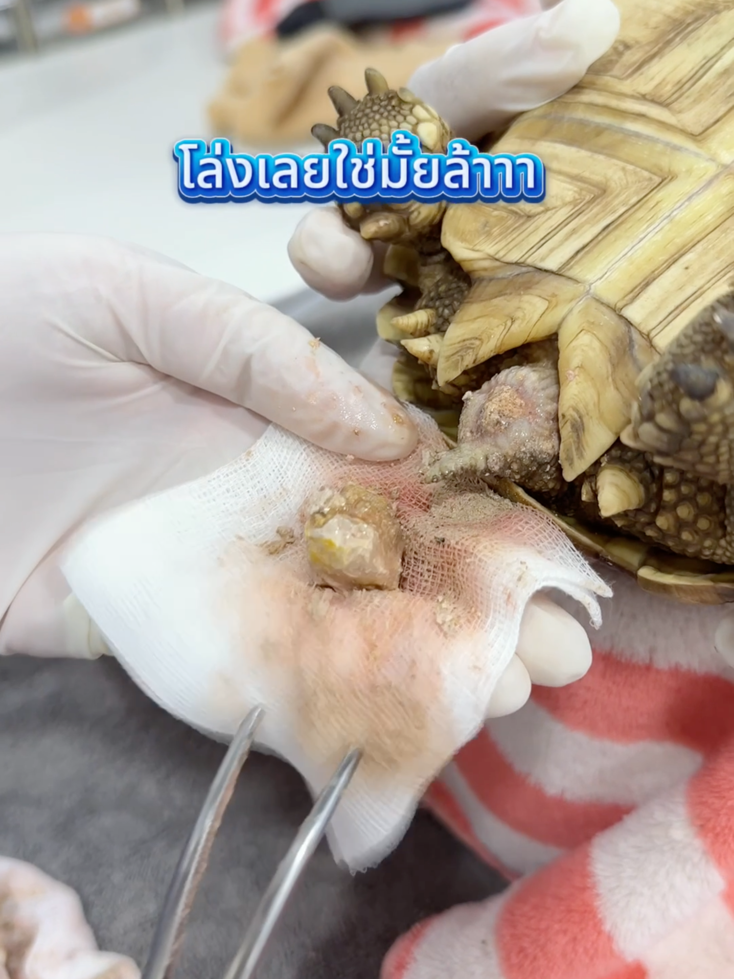 โล่งเลยล่ะ! 🐢💨 น้องเต่าอายุ 1 ปี เป็นนิ่ว แต่ไม่ต้องห่วงนะทุกคน! ตอนนี้น้องโล่งแล้ว กลับมาอารมณ์ดี๊ดีพร้อมกินผักบุ้งต่อแล้วค้าบบบบ 🥬🎉 #นิ่วเต่า #นิ่วในเต่า #เต่าเป็นนิ่ว #เต่าซูลคาต้า #โรงพยาบาลสัตว์เอราวัณ #เลือกคุณภาพเลือกเอราวัณ #สัตว์เลี้ยงพิเศษ #ExoticPet #รักษาเต่า #โรงพยาบาลสัตว์