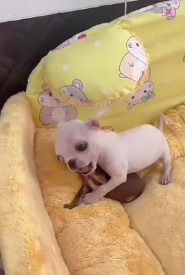#chihuahuas #chihuahua #chihuahuasoftiktok 