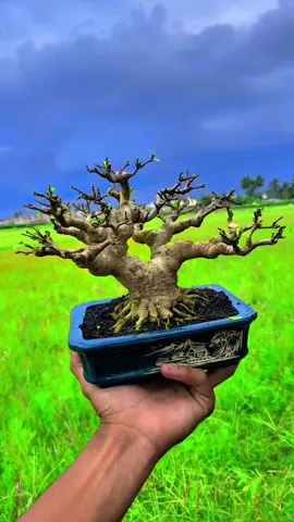 Anting putri mame #bonsai #bonsaiindonesia #themax30cm #bonsaishito #bonsaiantingputri 